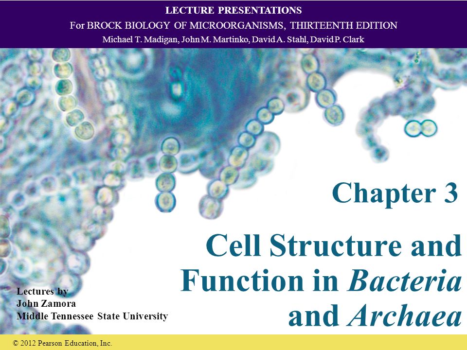 Cell Structure and Function in Bacteria and Archaea - ppt video online  download