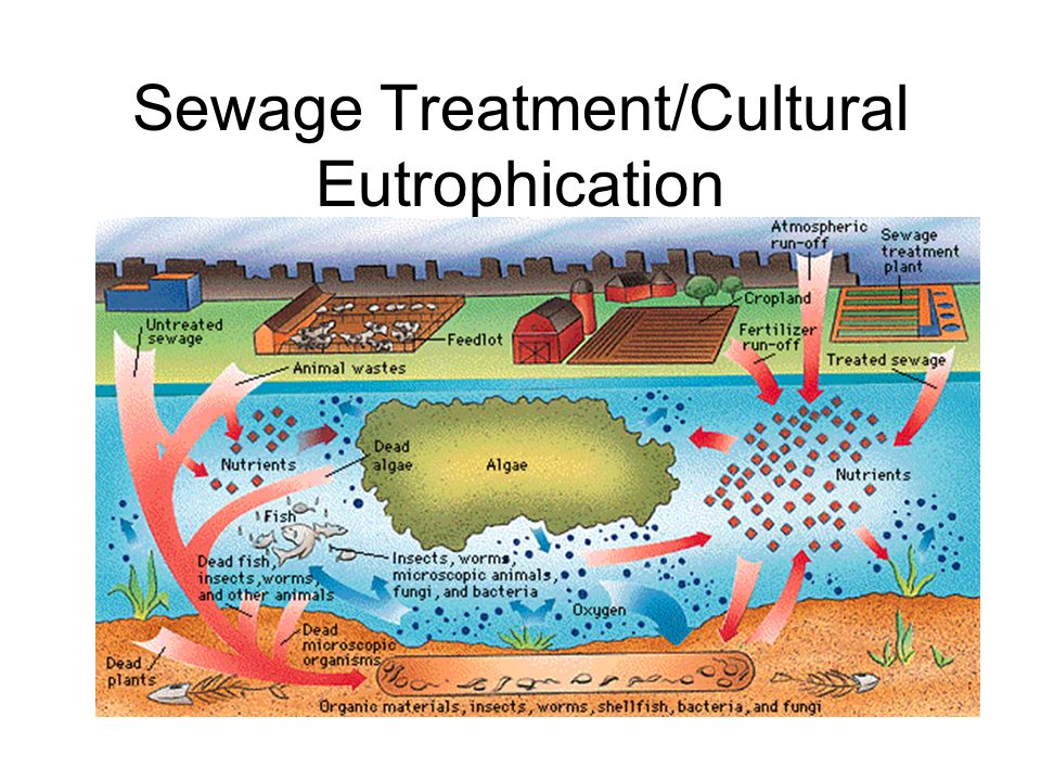 what causes cultural eutrophication