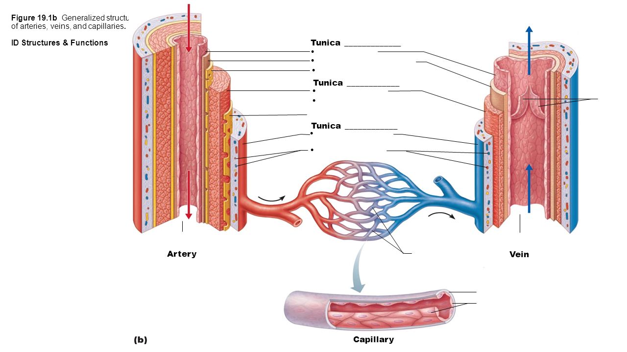 Tunica Tunica Artery Vein Capillary Ppt Download Tunica Tunica Artery Vein Capillary Ppt Download
