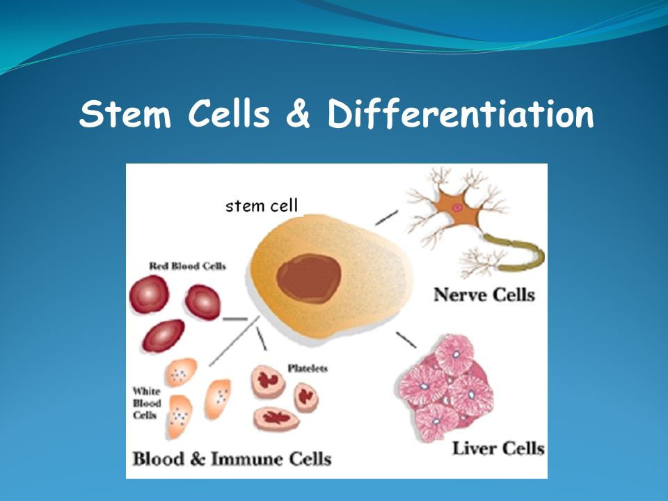 Stem Cells & Differentiation - ppt video online download