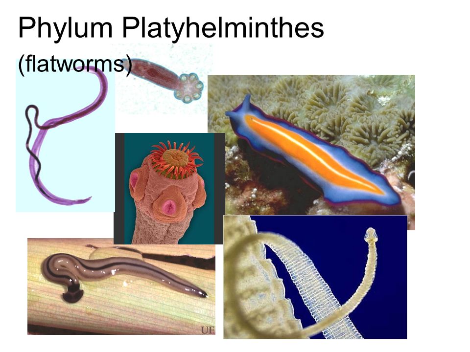 Filum platyhelminthes ppt