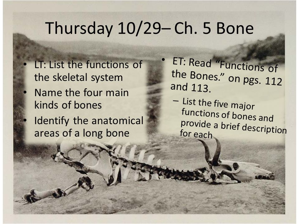 Thursday 10/29– Ch. 5 Bone LT: List the functions of the skeletal system  Name the four main kinds of bones Identify the anatomical areas of a long  bone. - ppt video online download