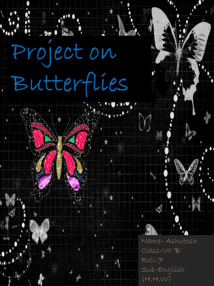 Project On Butterflies Name Ashutosh Class Vii B Roll 7 Sub English H H W Ppt Download