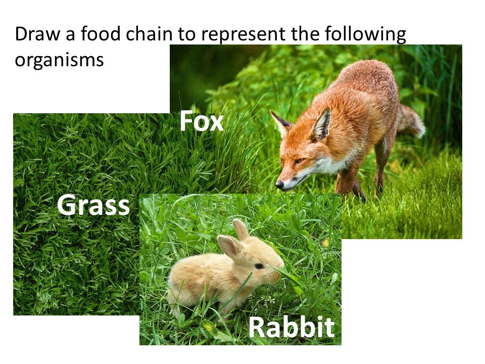 Fox Food Chain To Plant Biology Diagrams