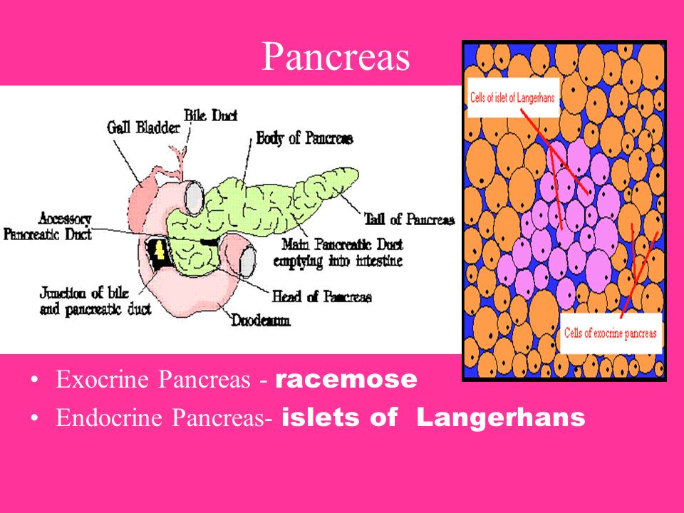 Pancreas Exocrine Pancreas Racemose Endocrine Pancreas Islets Of Langerhans Ppt Download Pancreas Exocrine Pancreas Racemose Endocrine Pancreas Islets Of Langerhans Ppt Download