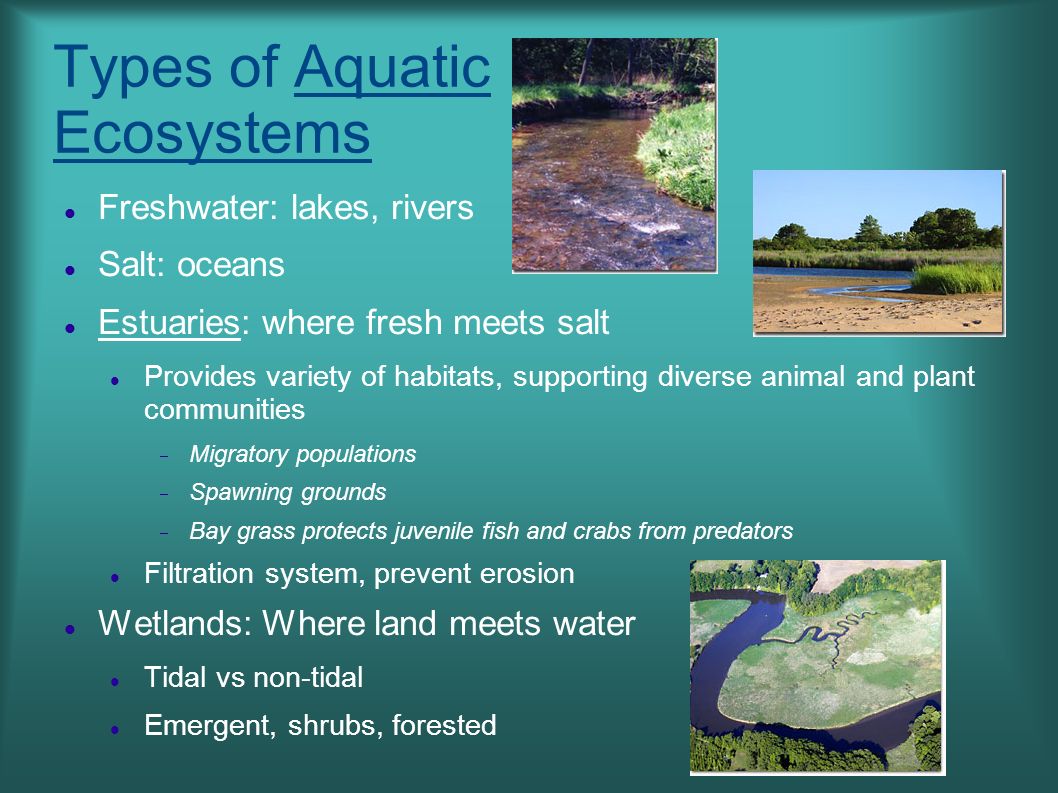 Types of Aquatic Ecosystems Freshwater: lakes, rivers Salt: oceans  Estuaries: where fresh meets salt Provides variety of habitats, supporting  diverse animal. - ppt download