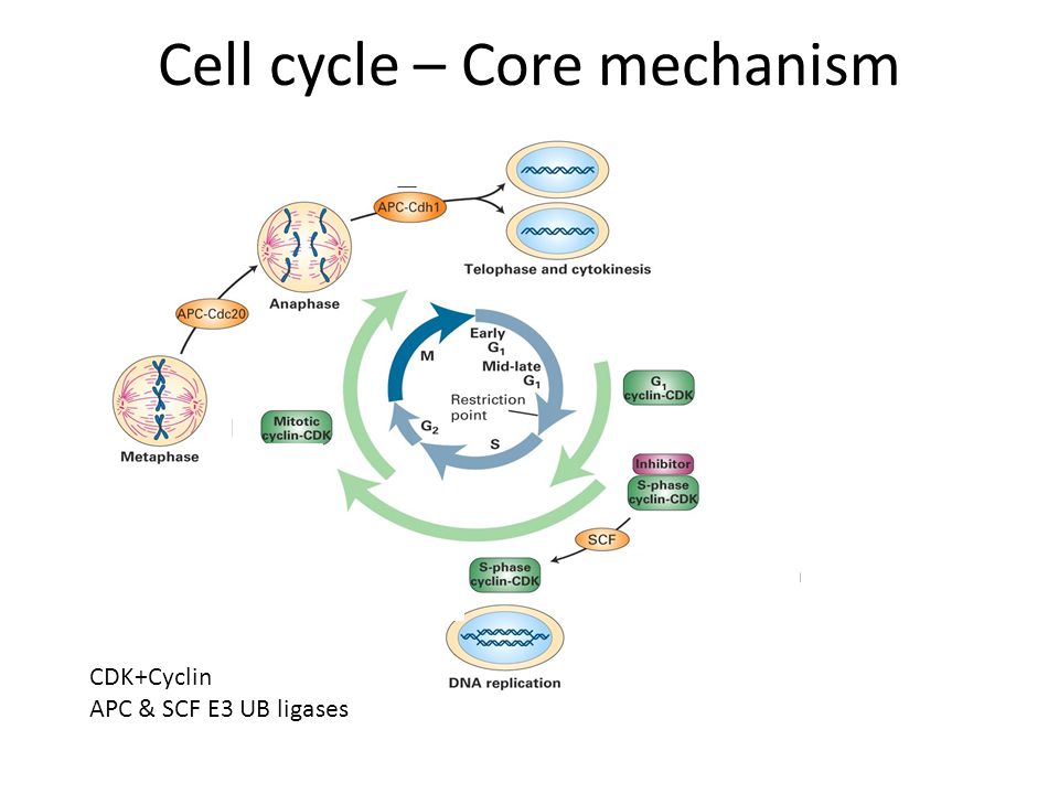 Cell cycle – Core mechanism - ppt video online download