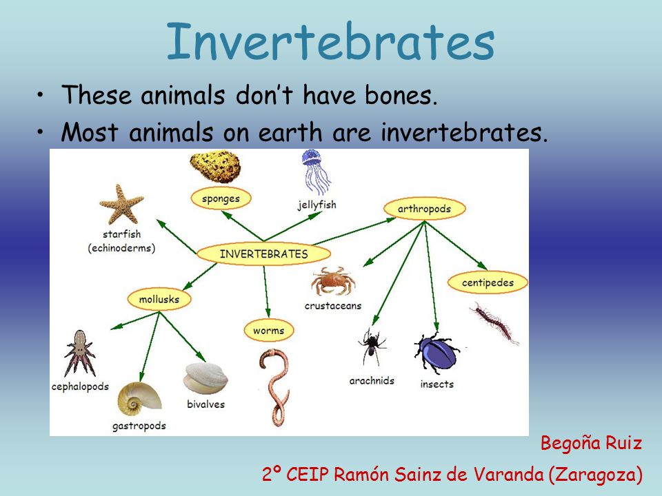Invertebrates These animals don't have bones. - ppt download