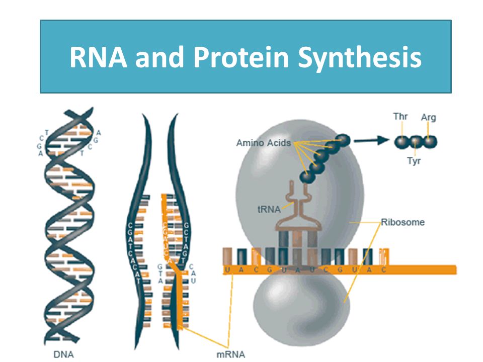 Rna And Protein Synthesis How Does Dna Determine Our Traits Ppt Download