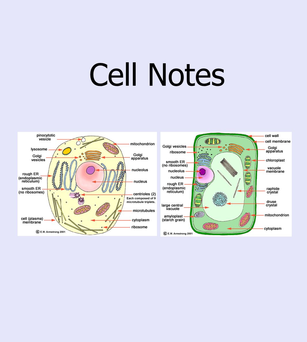 Cell Notes. - ppt download