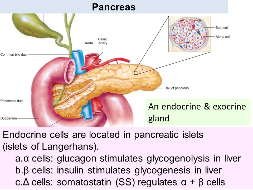 Endocrine pancreas