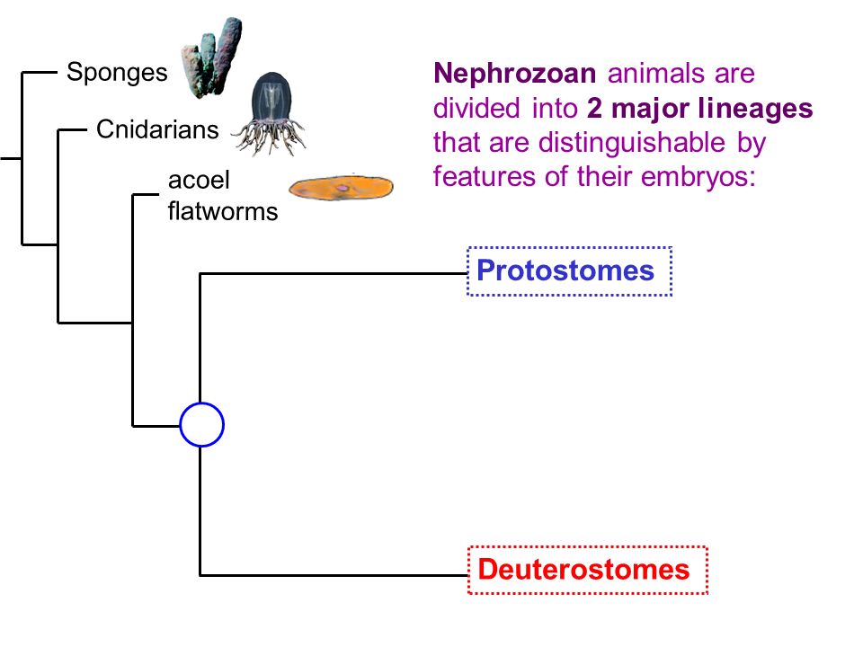 deuterostom sau protostomi platyhelminthes)