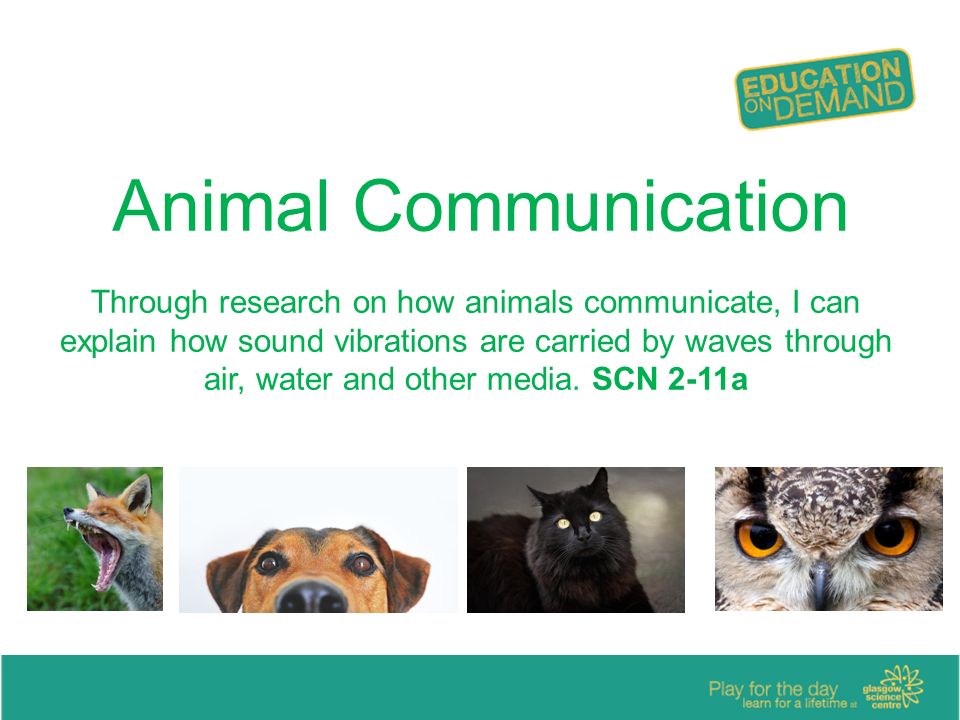 Animal Communication Through research on how animals communicate, I can  explain how sound vibrations are carried by waves through air, water and  other. - ppt download