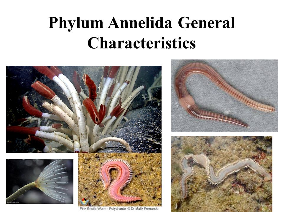 Phylum Annelida General Characteristics. Bizarre gills!!! - ppt download