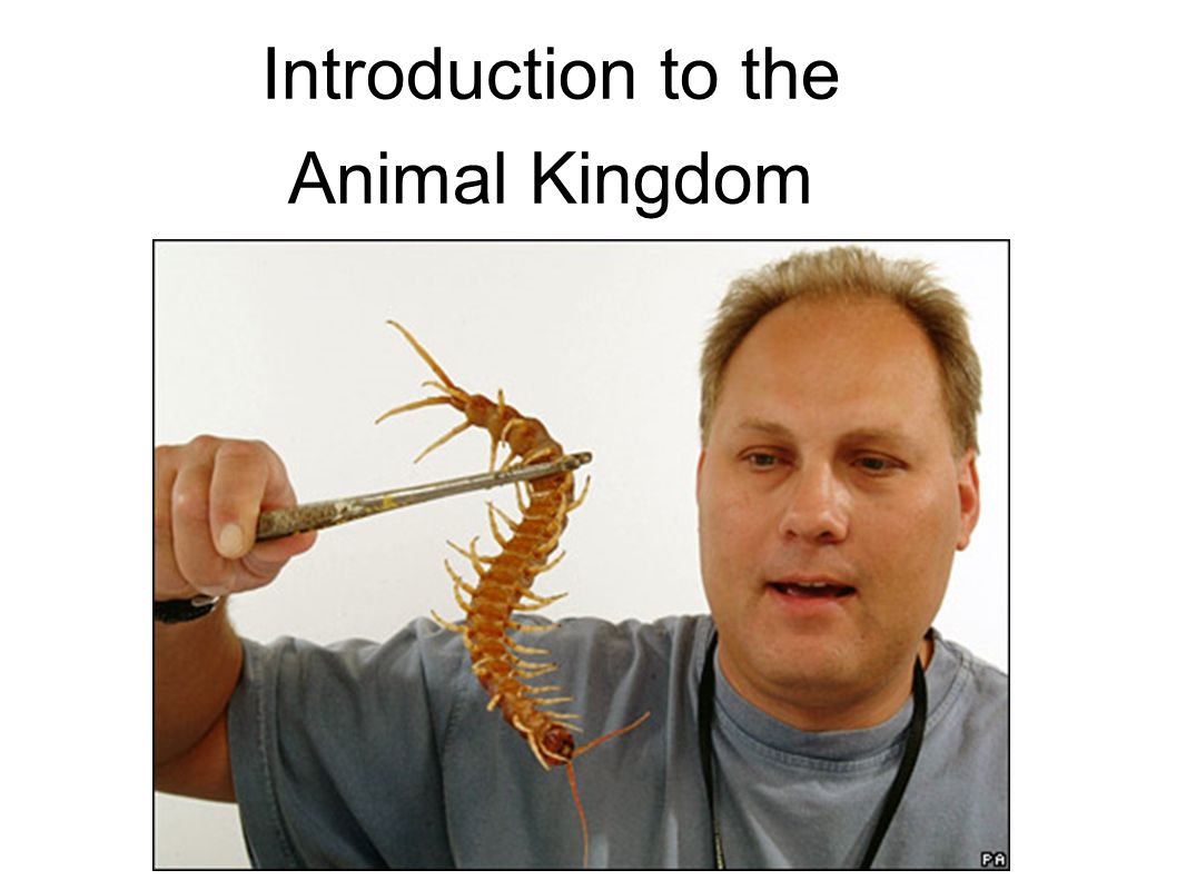 Introduction to the Animal Kingdom. Which of these is an “animal”? - ppt  download