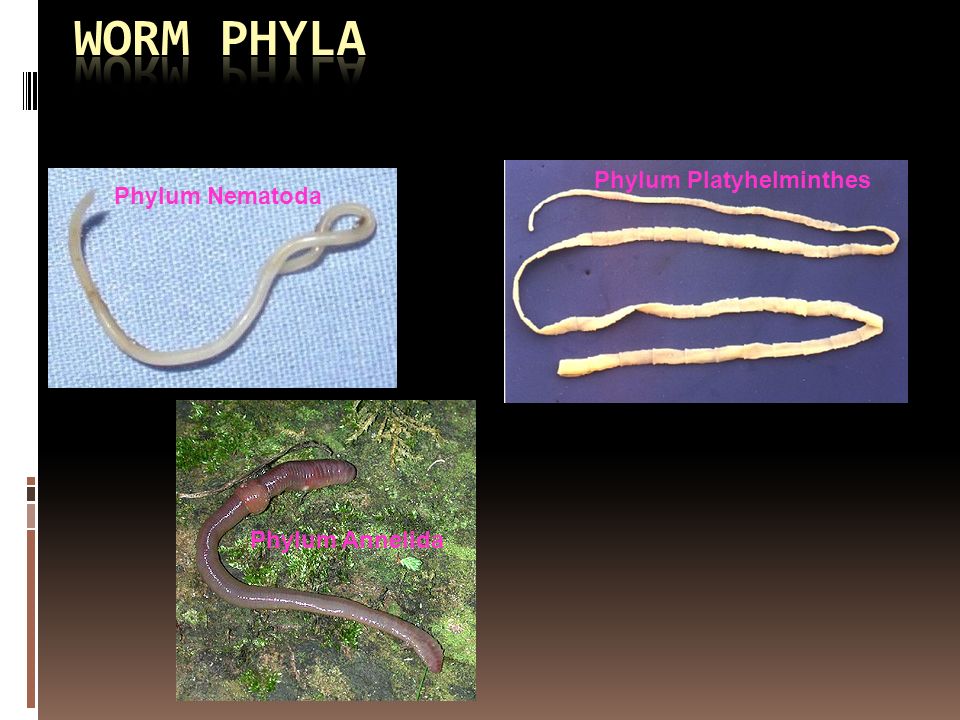 phylum platyhelminthes nematoda annelida