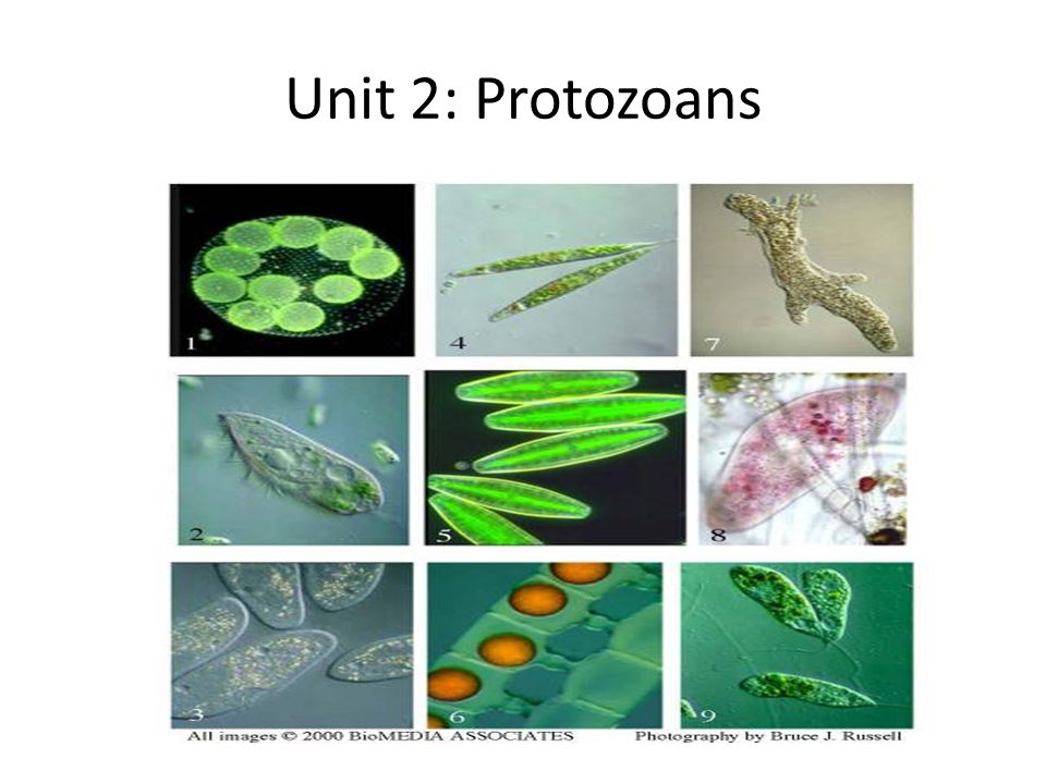 Unit 2 Protozoans Ppt Video Online Download Unit 2 Protozoans Ppt Video Online Download