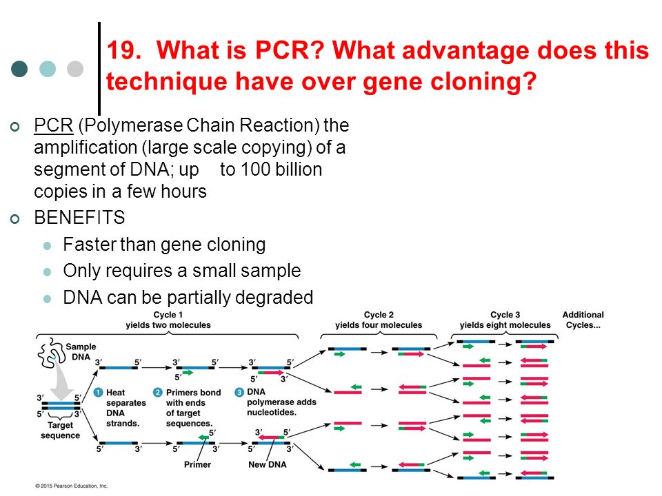 19. What is PCR? What advantage does this technique have over gene cloning?  PCR (Polymerase Chain Reaction) the amplification (large scale copying) of.  - ppt download