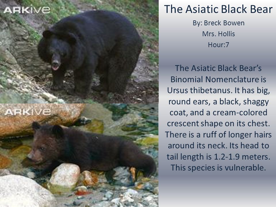 Asiatic Black Bear Facts