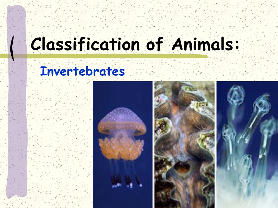 Classification of Animals: Invertebrates. Invertebrate Animals. - ppt  download