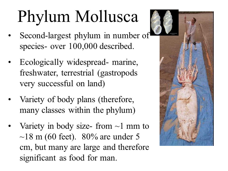 Second-largest phylum in number of species- over 100,000 described.  Ecologically widespread- marine, freshwater, terrestrial (gastropods very  successful. - ppt download