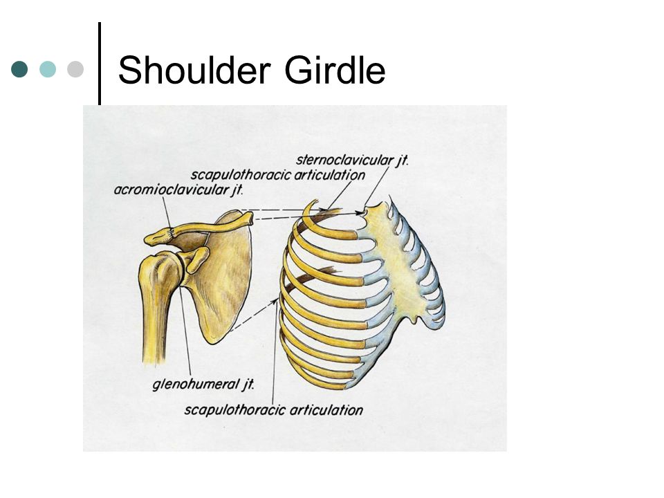 Shoulder Girdle. - ppt video online download
