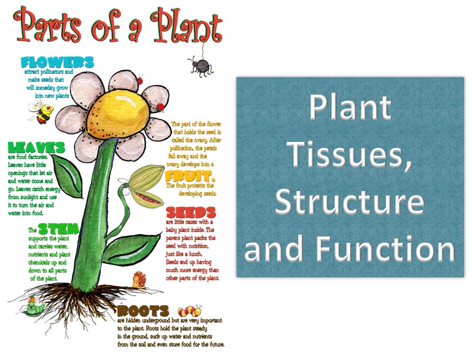 Plant Tissues, Structure and Function - ppt video online download
