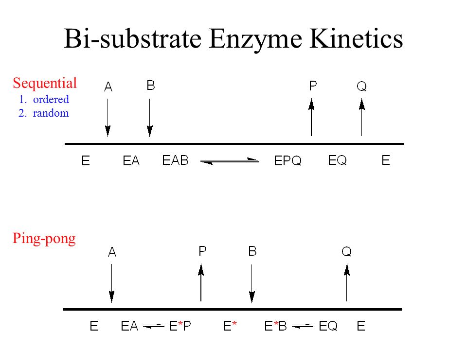 Bi-substrate Enzyme Kinetics - ppt video online download
