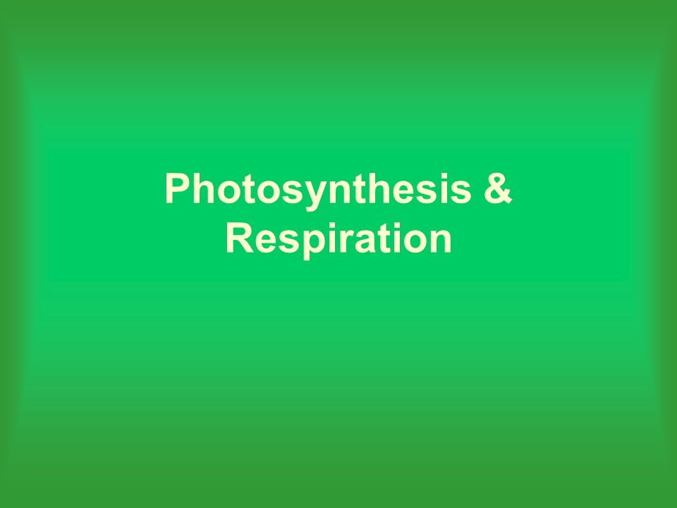 Photosynthesis & Respiration. Objectives Recognize that most plants and  animals require food and oxygen Identify the function of the chloroplast  during. - ppt download