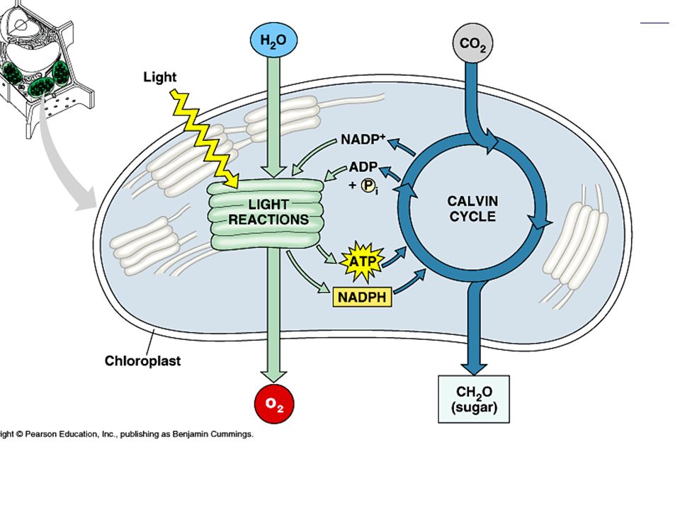 Frivillig ristet brød desinfektionsmiddel Figure 10.4 An overview of photosynthesis: cooperation of the light  reactions and the Calvin cycle (Layer 3) - ppt video online download
