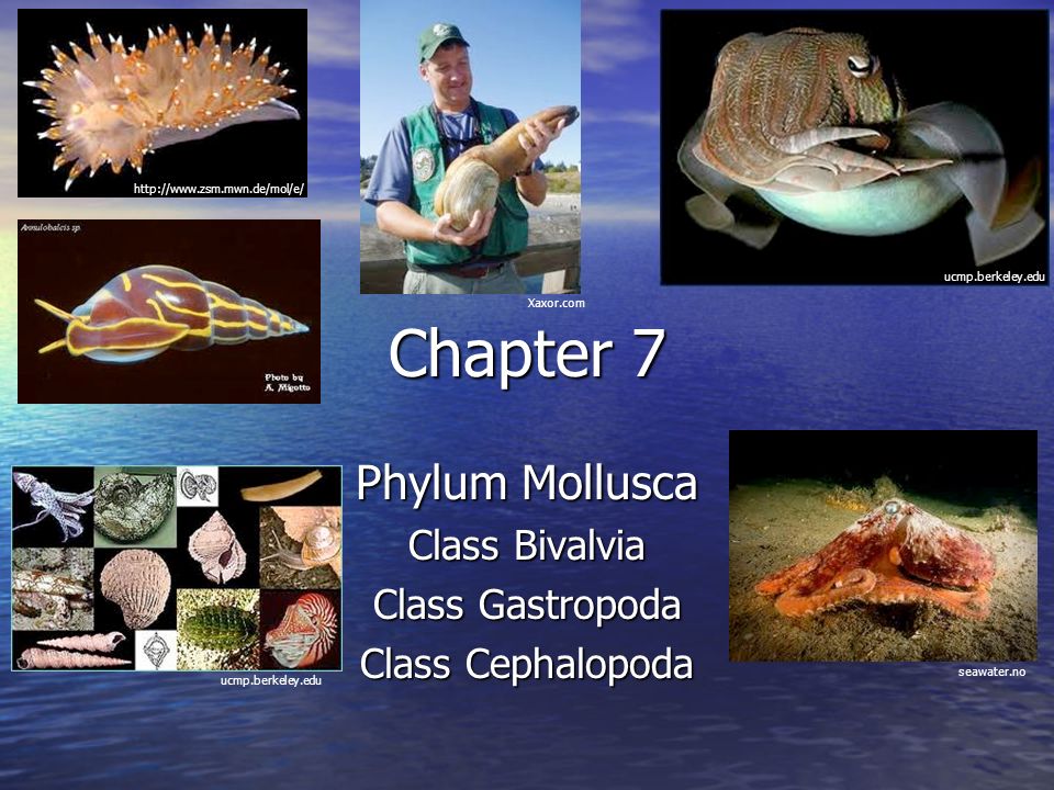 phylum mollusca class cephalopoda