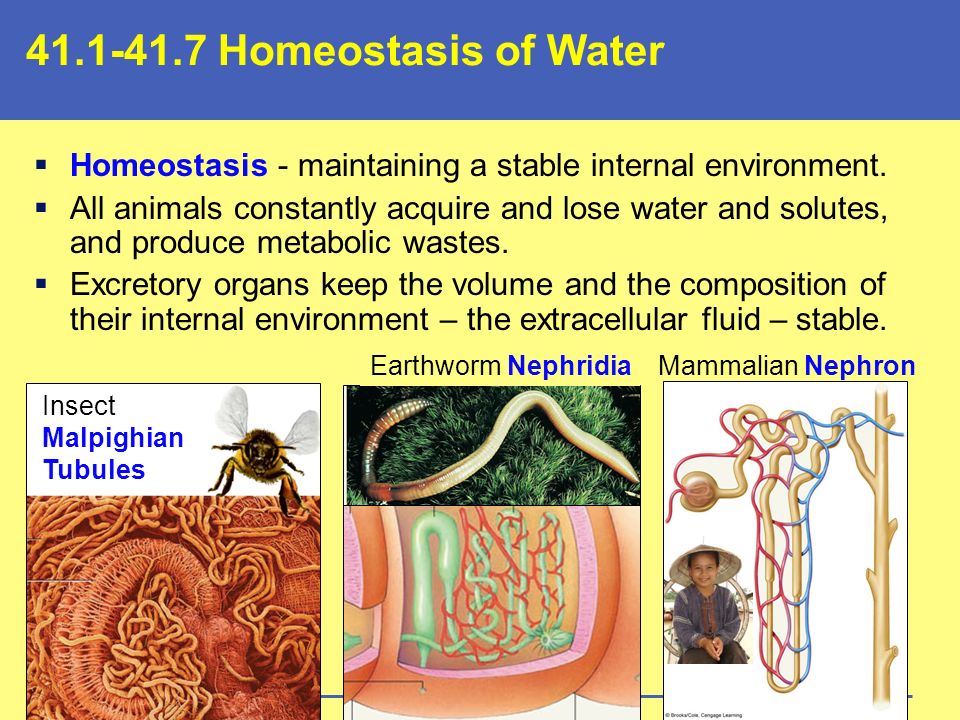 Homeostasis of Water  Homeostasis - maintaining a stable internal  environment.  All animals constantly acquire and lose water and solutes, -  ppt download