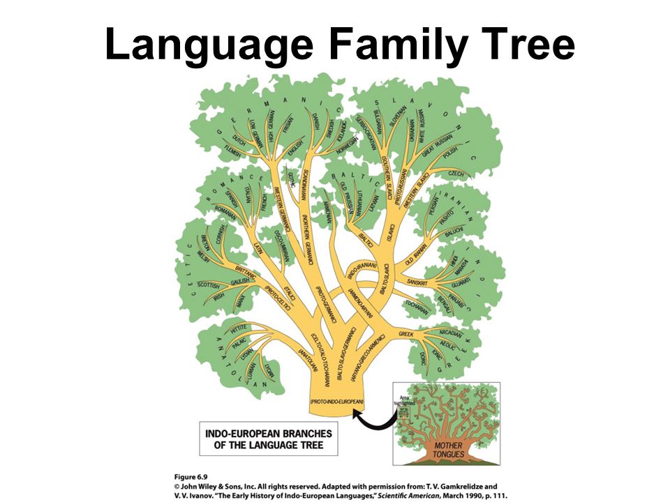 Language Family Tree Ppt Video Online Download Learn about vocab language family tree with free interactive flashcards. language family tree ppt video