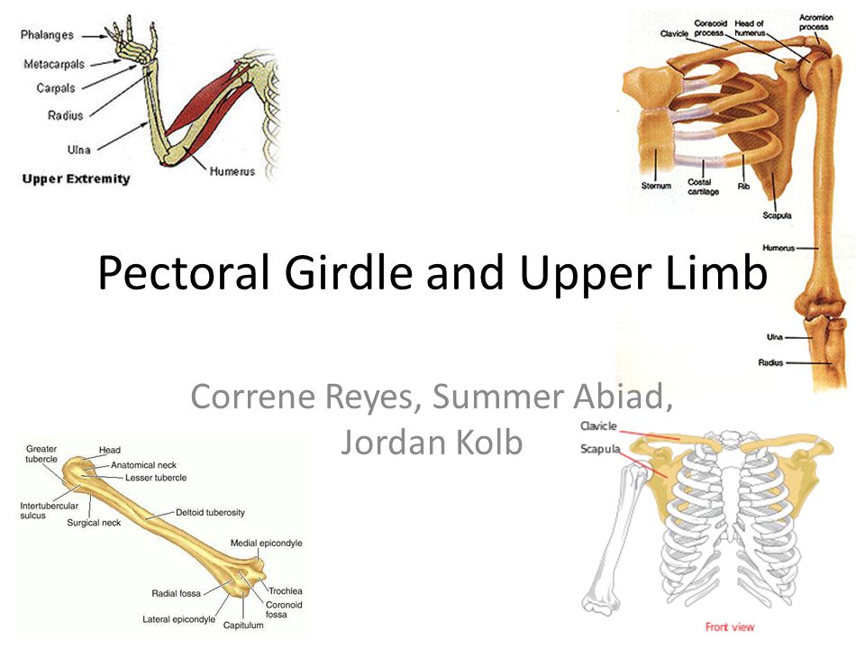 Pectoral Girdle and Upper Limb Diagram