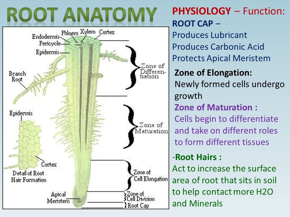 PHYSIOLOGY – Function: ROOT CAP – Produces Lubricant Produces Carbonic Acid  Protects Apical Meristem Zone of Elongation: Newly formed cells undergo  growth. - ppt download