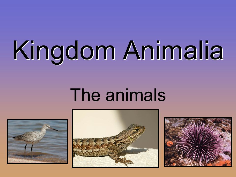 Kingdom Animalia The animals. The animal kingdom goes from the most basic  creatures that have no true tissues, digestive cavity, brain, organs or  backbone. - ppt download