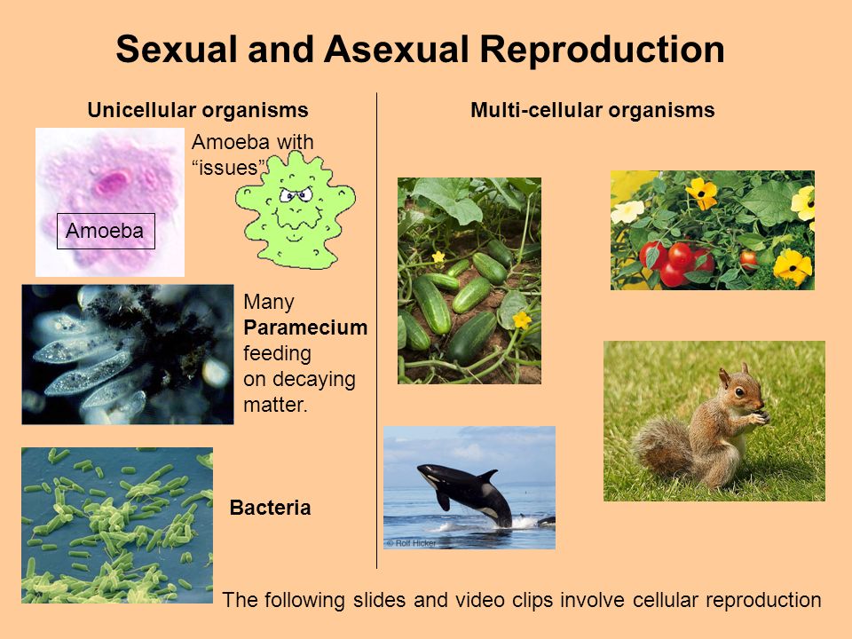 Sexual and Asexual Reproduction The following slides and video clips  involve cellular reproduction Unicellular organismsMulti-cellular organisms  Amoeba. - ppt download