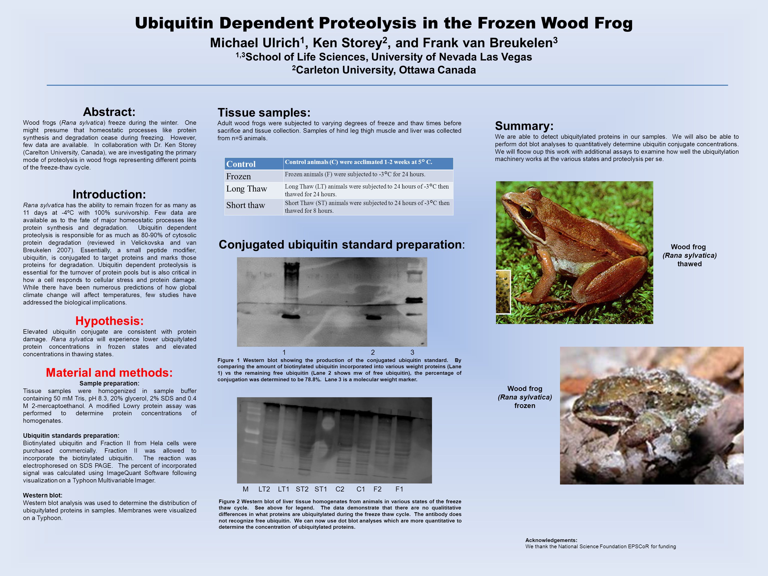 Wood Frog Life Cycle