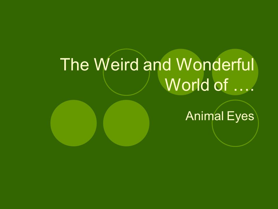The Weird and Wonderful World of …. - ppt video online download
