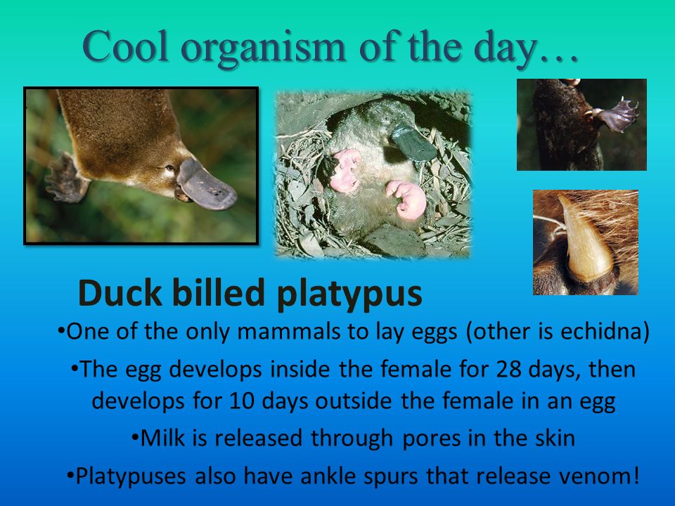 Cool organism of the day… One of the only mammals to lay eggs (other is  echidna) The egg develops inside the female for 28 days, then develops for  10 days. - ppt download