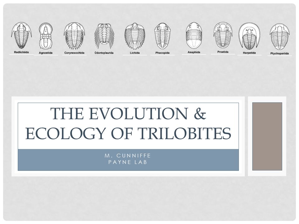 Реферат: The Evolution Of Trilobites Essay Research Paper