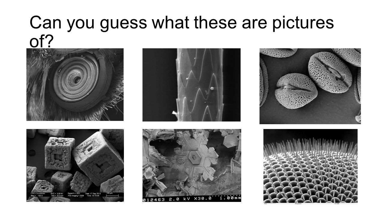 Can you guess what these are pictures of? - ppt video online download