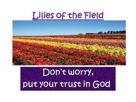 Lilies of the Field Don’t worry, put your trust in God.