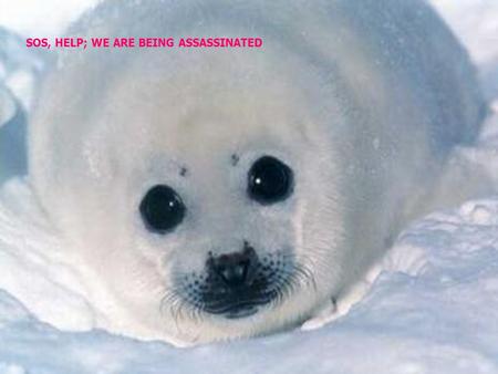 SOS, HELP; WE ARE BEING ASSASSINATED. NORWAY HAS A NEW FORM OF TOURISM, THIS IS TO ASSASSINATE BABIES SEALS TO BLOWS. CANADA IS KILLING THEM TOO.