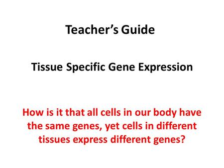 Teacher’s Guide Tissue Specific Gene Expression How is it that all cells in our body have the same genes, yet cells in different tissues express different.