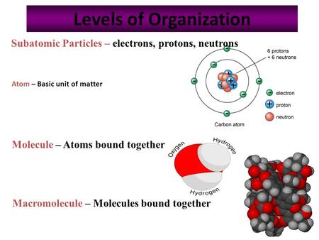 1 Levels of Organization Subatomic Particles – electrons, protons, neutrons Molecule – Atoms bound together Macromolecule – Molecules bound together Atom.
