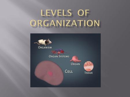 The basic unit of life. Examples:  Blood cell  Nerve cell  Muscle cell.