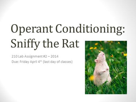 Operant Conditioning: Sniffy the Rat