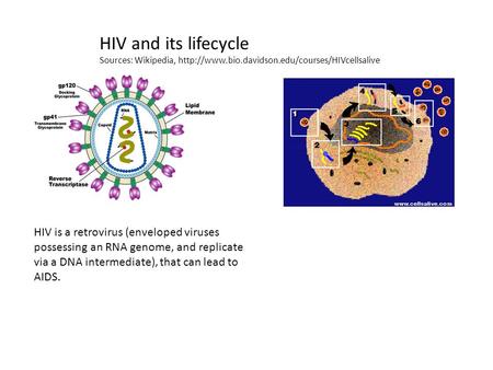 HIV and its lifecycle Sources: Wikipedia,  HIV is a retrovirus (enveloped viruses possessing an RNA genome,