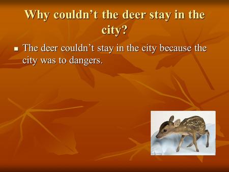 Why couldn’t the deer stay in the city? The deer couldn’t stay in the city because the city was to dangers. The deer couldn’t stay in the city because.